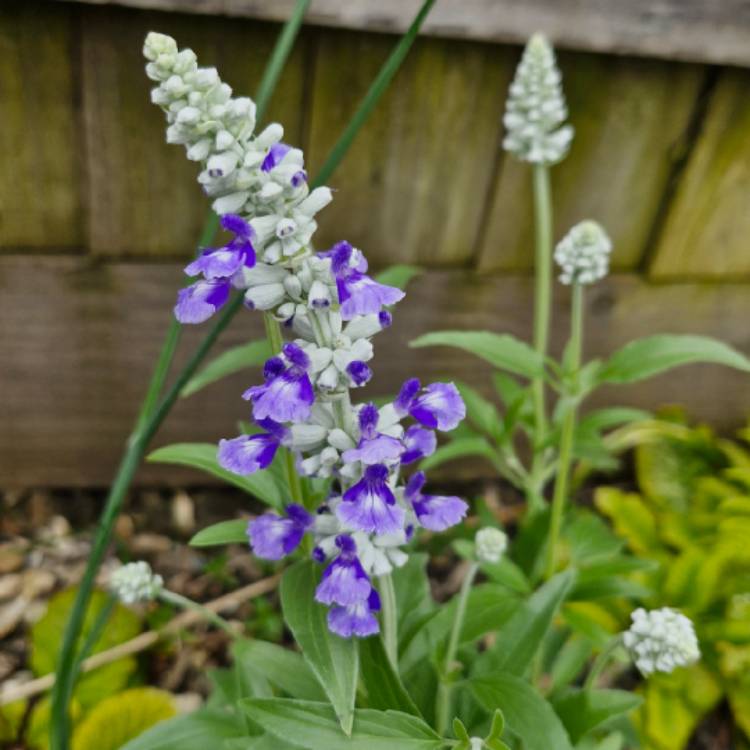 Plant image Salvia farinacea 'Sallyfun Blue'