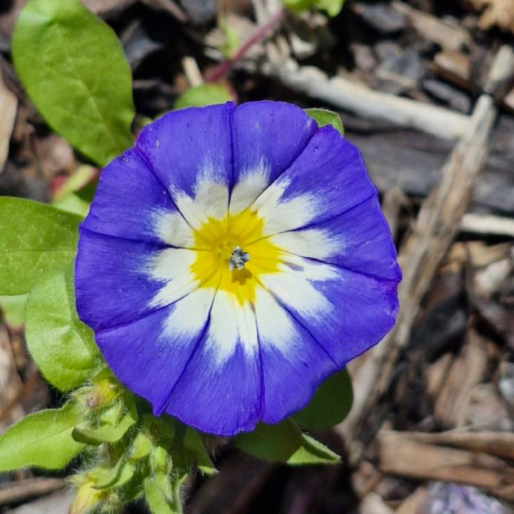 Plant image Convolvulus Tricolor 'Blue Ensign'