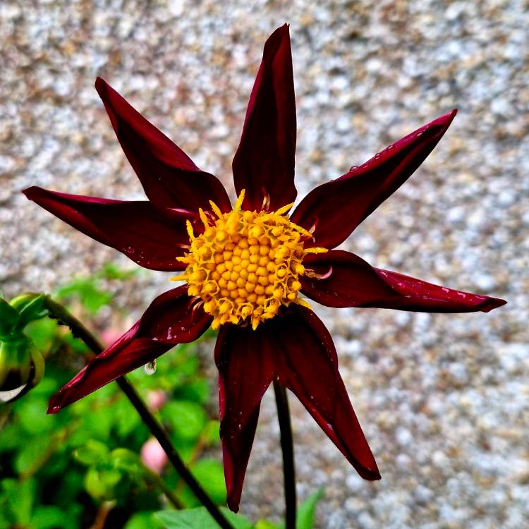 Plant image Dahlia 'Verrone's Obsidian'