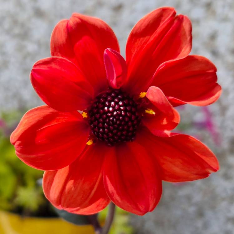 Plant image Dahlia 'Bishop's Children'