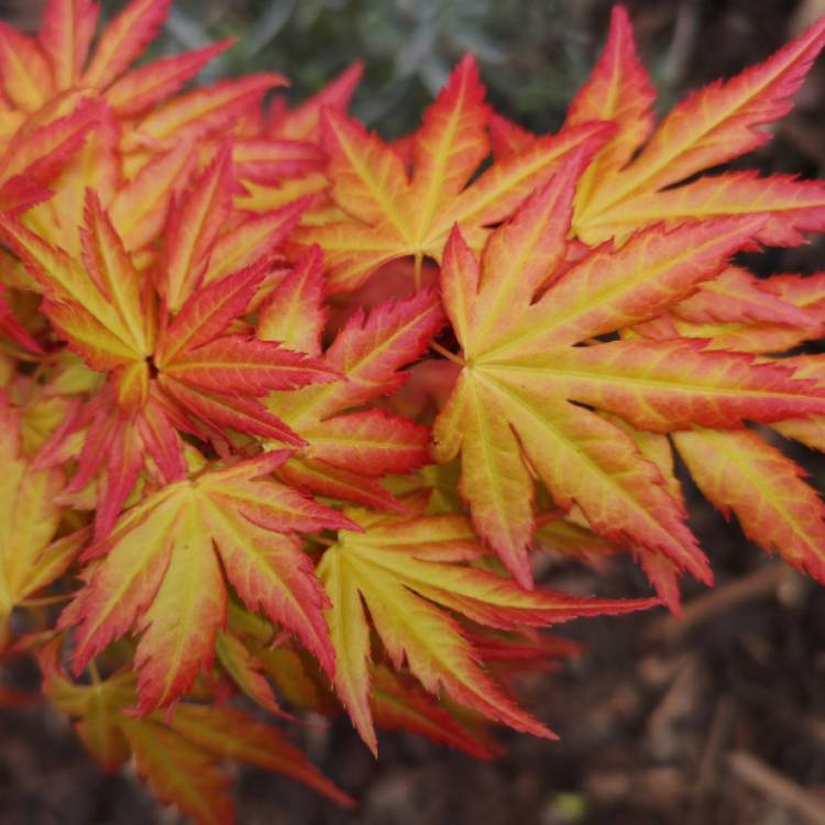 Plant image Acer Palmatum 'Beni-zuru'