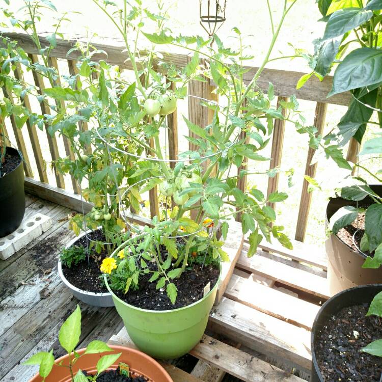 Plant image Solanum Lycopersicum 'Lemon Boy'