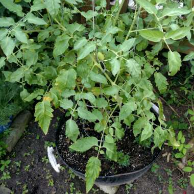 Grape Tomato 'Juliet Roma'