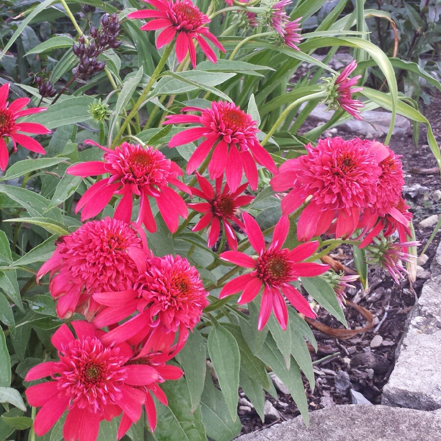 Plant image Echinacea 'Harvest Moon' (Big Sky Series) syn. Echinacea 'Matthew Saul'