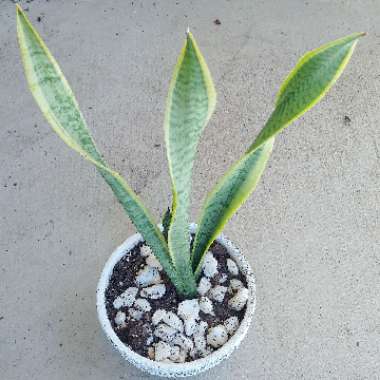 Snake Plant