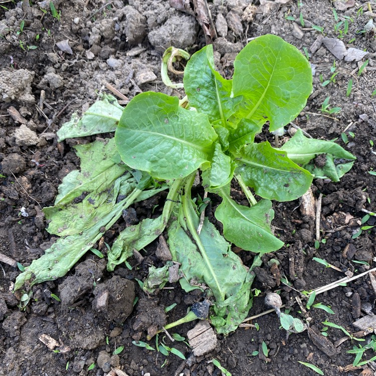 Plant image Lactuca Sativa 'Buttercrunch'