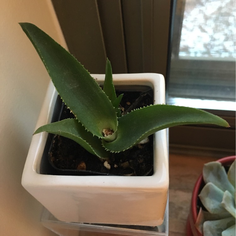 Plant image Aloe Striatula