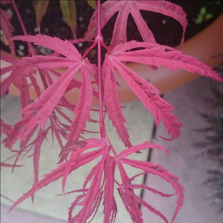 Plant image Acer palmatum 'Pink Passion'