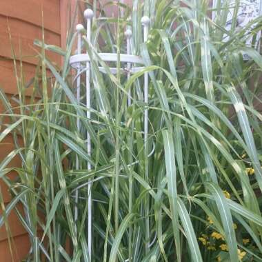 Miscanthus sinensis 'Zebrinus'