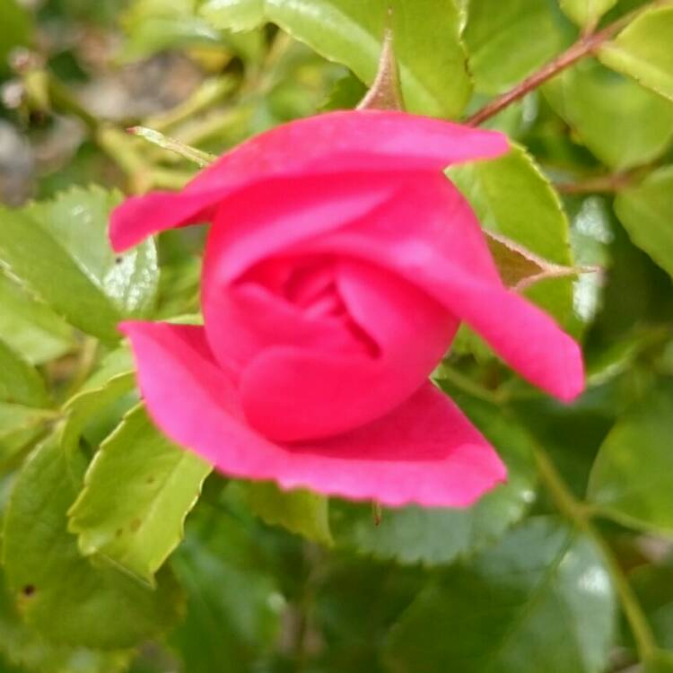 Plant image Rosa 'Lady Love'