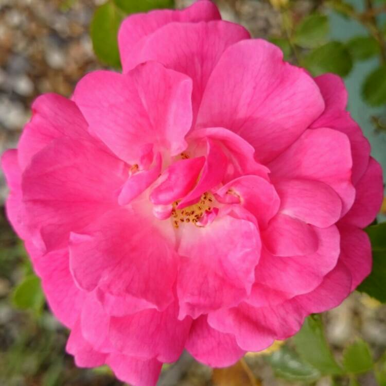 Plant image Rosa gallica 'Versicolor' syn. Rosa mundi, Rosa 'Mundi', Rosa mundi 'Versicolor'