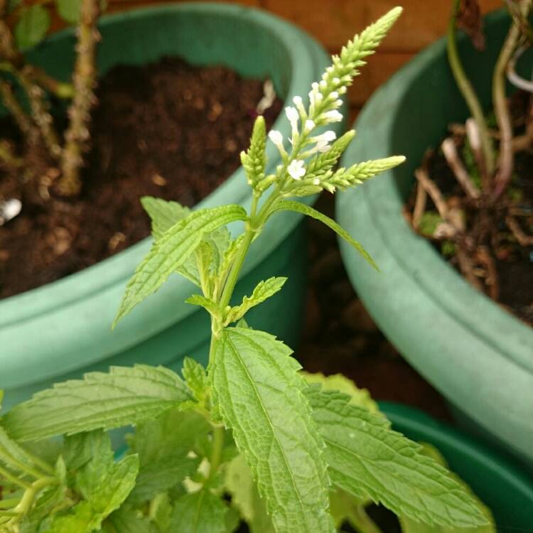 Plant image Verbena hastata 'Alba'