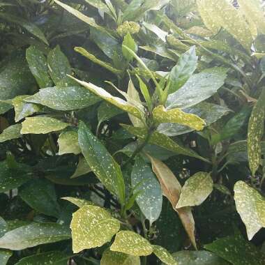 Japanese spotted laurel