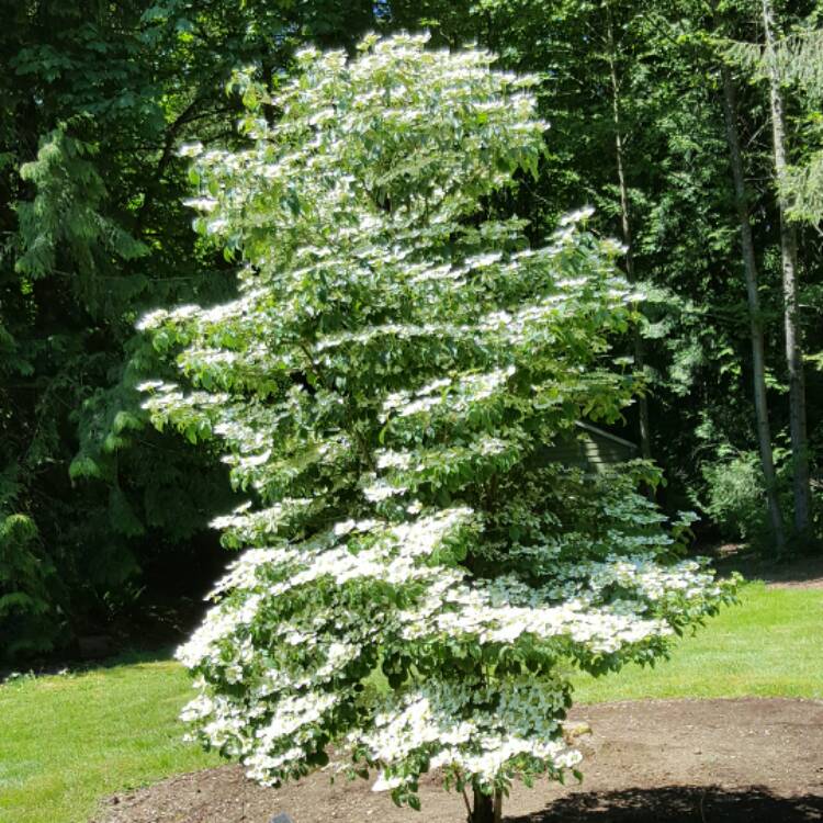 Viburnum plicatum f. tomentosum 'Kilimanjaro Sunrise', Viburnum ...