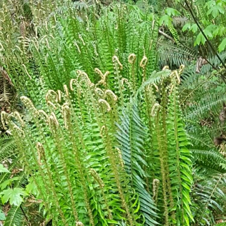 Plant image Polystichum Munitum