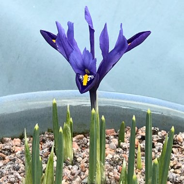 Iris