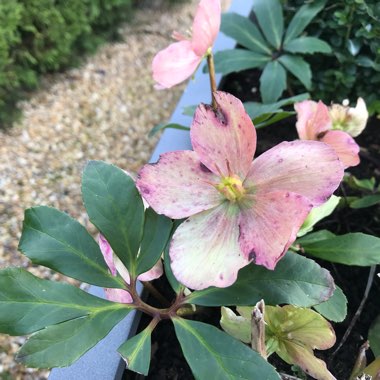 Hellebore (Species) Christmas Rose