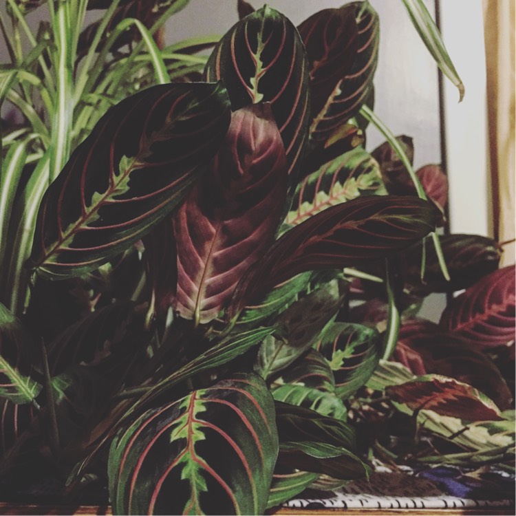 Plant image Maranta leuconeura var. 'Erythroneura'