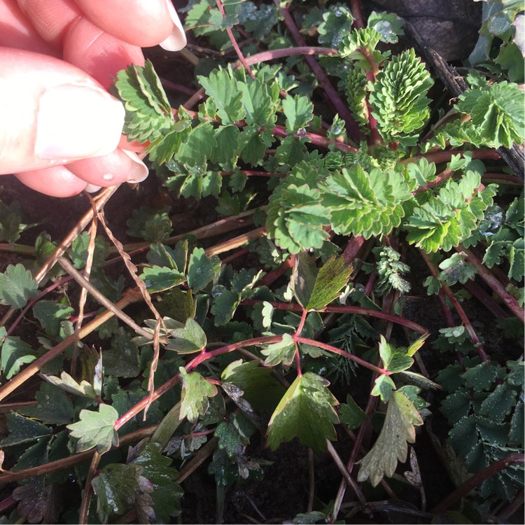 Plant image Sanguisorba minor