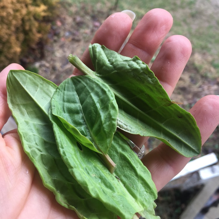 Plant image Rumex acetosa 'Red Veined'