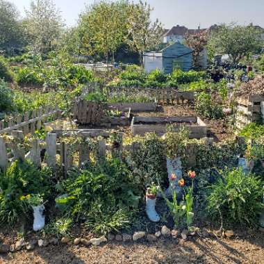 allotment 's garden