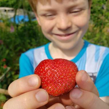 allotment 's garden