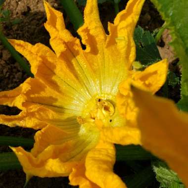 allotment 's garden