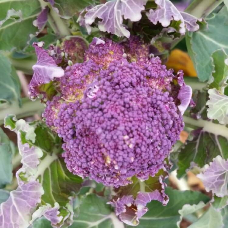 Plant image Brassica oleracea (Italica Group) 'Purple Sprouting'