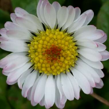 Bellis perennis