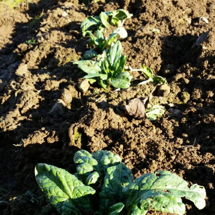 Plant image Beta Vulgaris var Cicla