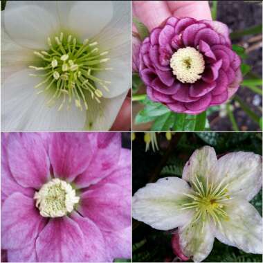 Helleborus x hybridus 'Double Ellen Picotee' (Double Ellen Series)