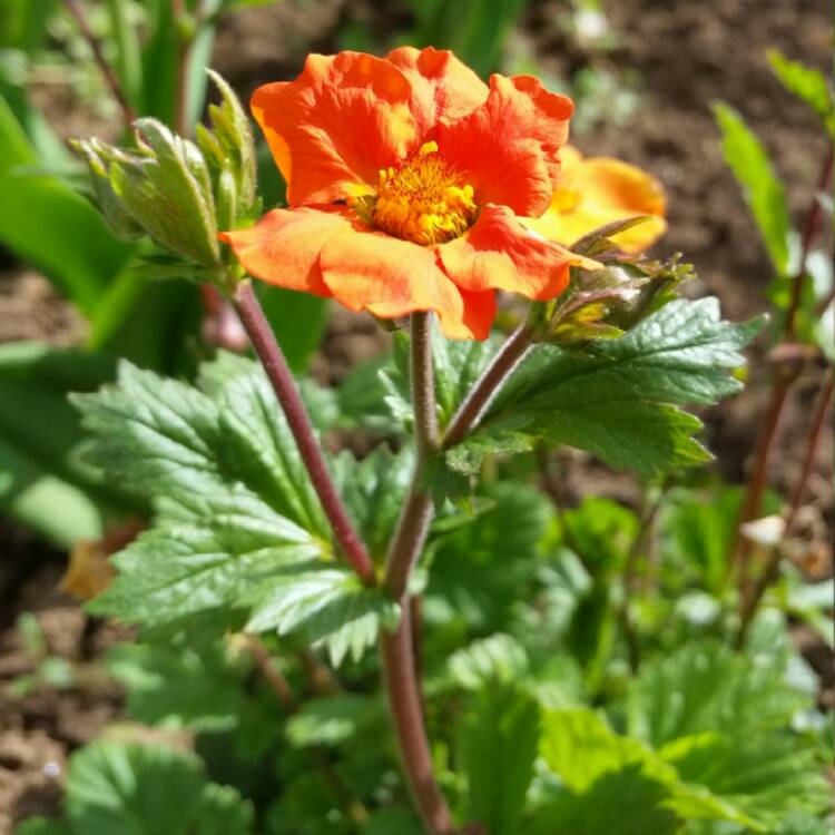 Plant image Geum 'Fireball'