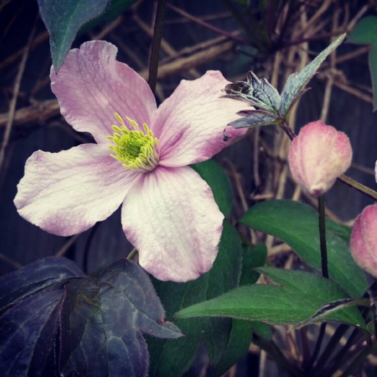 Plant image Clematis montana var rubens 'Tetrarose'