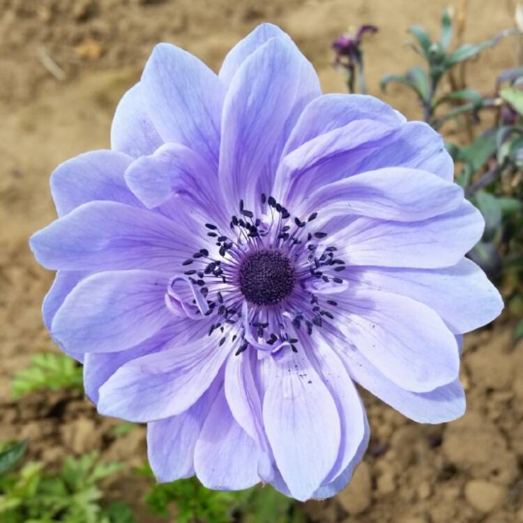 Plant image Anemone coronaria 'Harmony Blue'