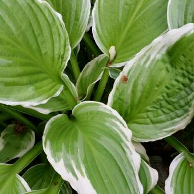 Hosta crispula syn. Hosta 'Sazanami', Hosta 'Marginata Alba'