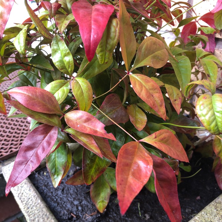 Plant image Nandina domestica 'Blush Pink'