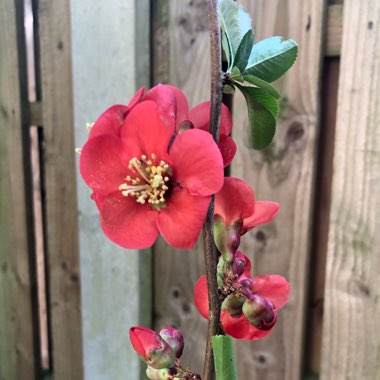 Japanese Quince