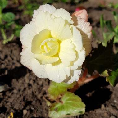 Tuberous Begonia 'Illumination Apricot Shades'