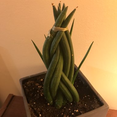 Sansevieria cylindrica