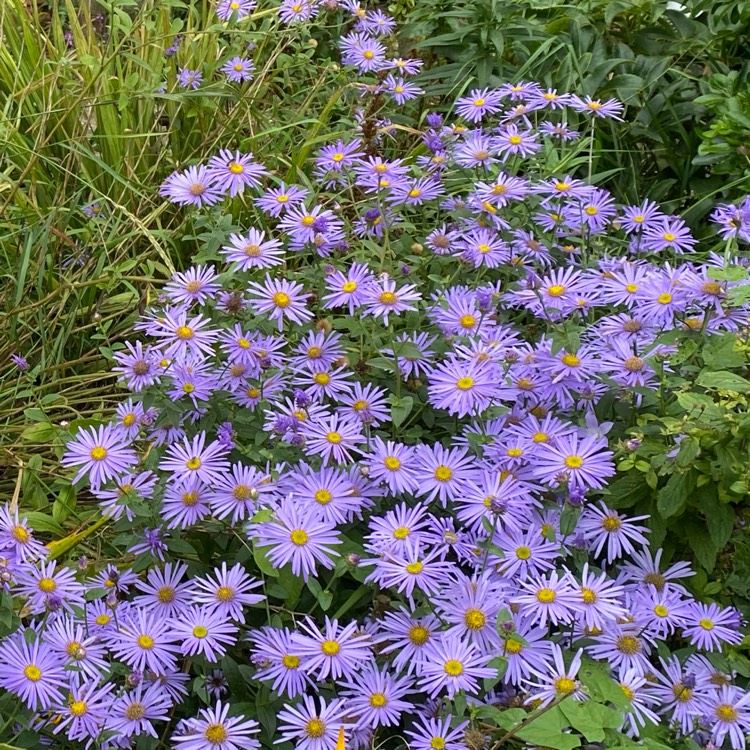 Plant image Aster novi-belgii 'Eventide'