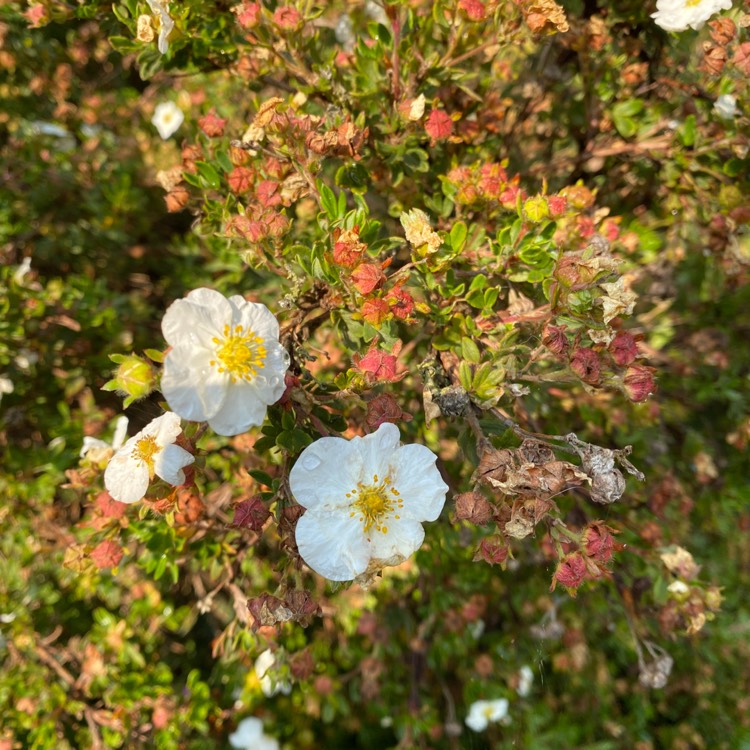 Plant image Potentilla fruticosa 'Abbotswood'