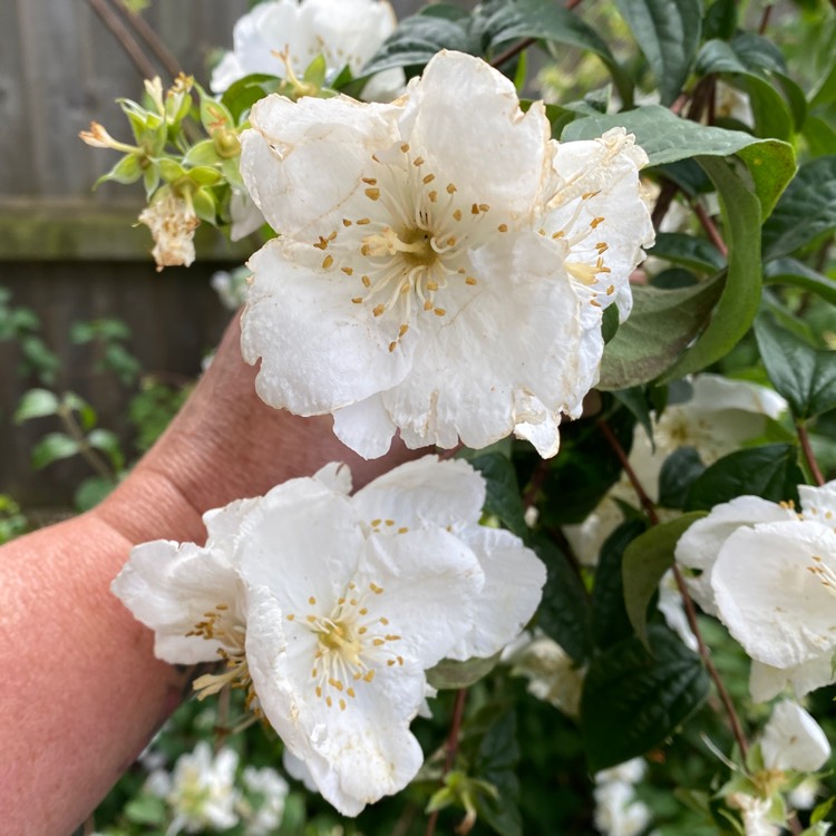 Plant image Hibiscus syriacus 'White Chiffon'