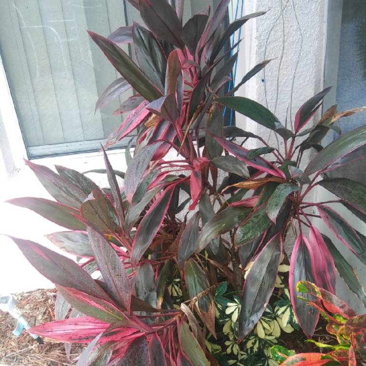 Plant image Cordyline terminalis 'Baby Doll'