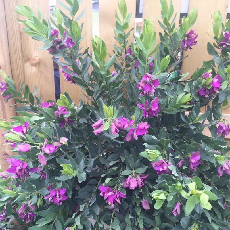 Plant image Polygala myrtifolia