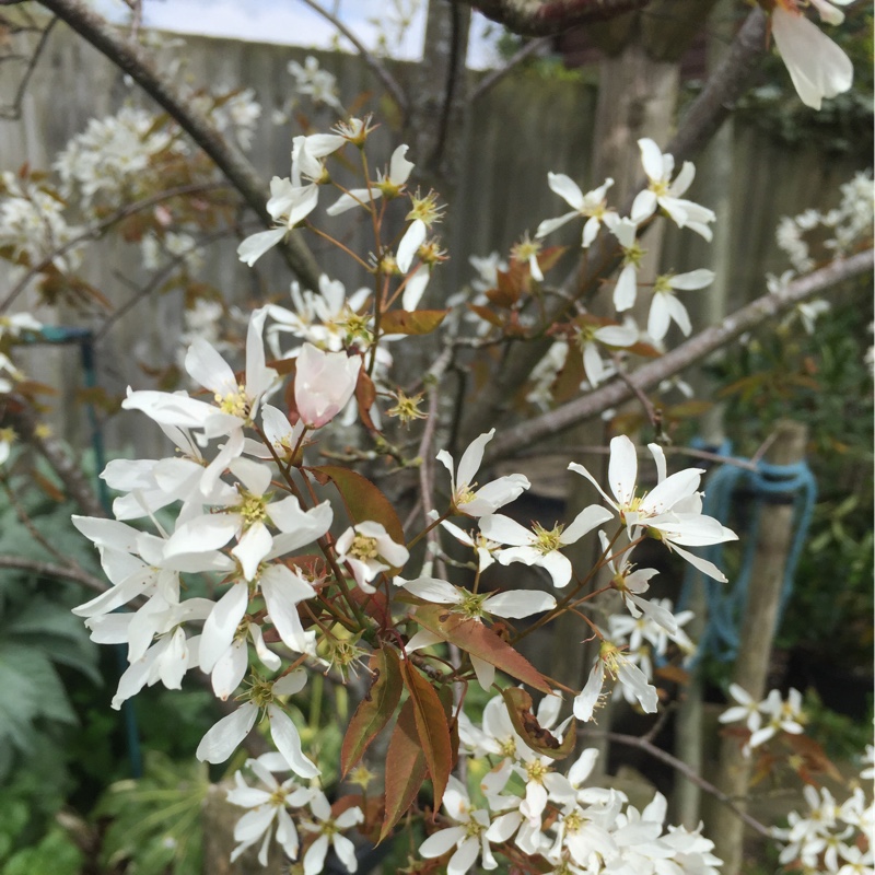 Snowy Mespilus