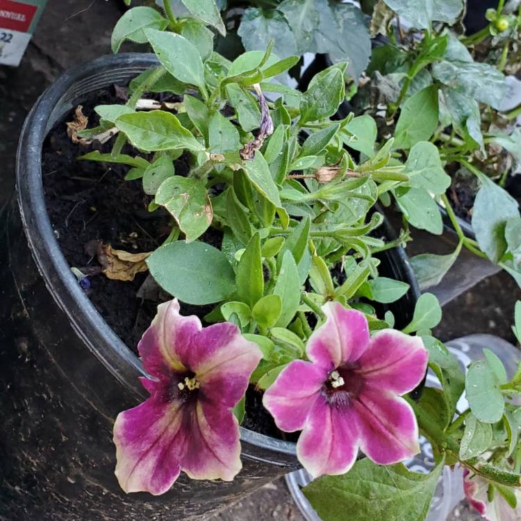 Plant image Petunia 'Wespecrapul' (Crazytunia Series) syn. Petunia 'Pulse'