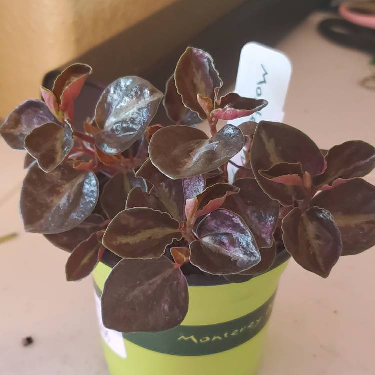 Plant image Peperomia Metallica V. Columbiana