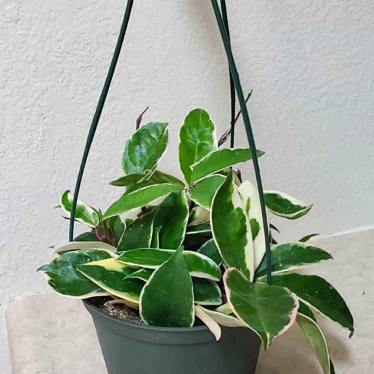 Plant image Hoya Carnosa 'Tricolor'