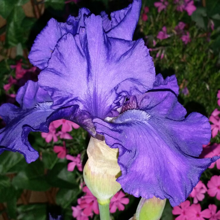 Plant image Iris x germanica 'Black Tie Affair'