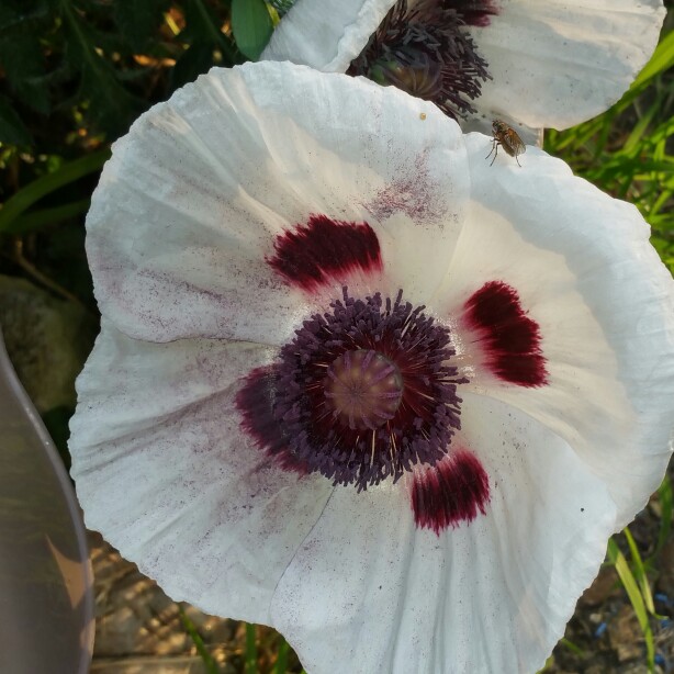 Oriental Poppy 'Royal Wedding'